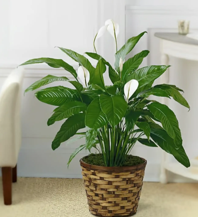 Peace Lily
