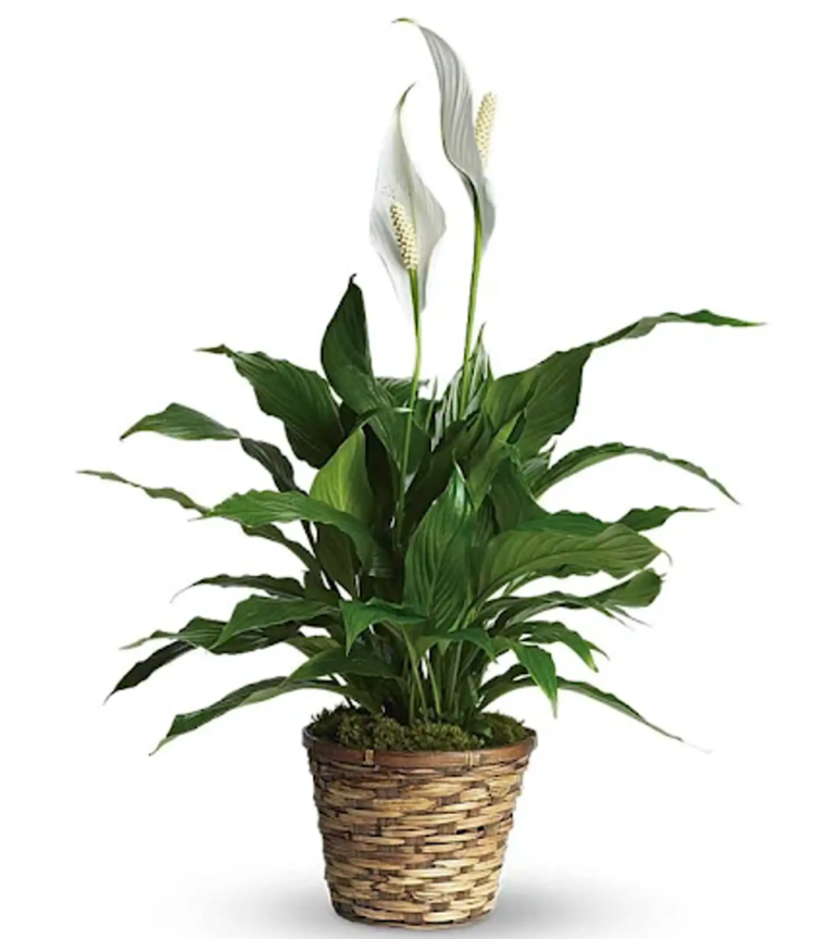 Peace Lily