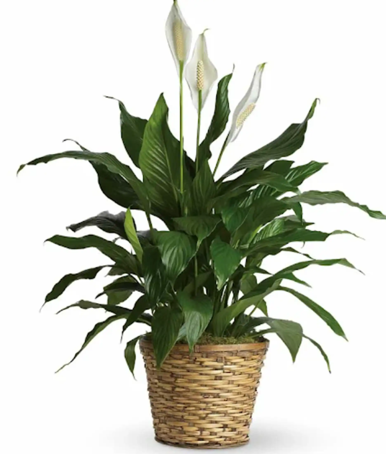 Peace Lily
