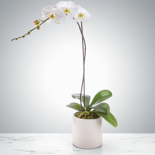 Elegant Orchid