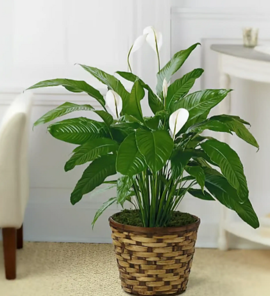 Peace Lily
